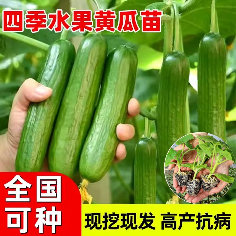 2025-2027年中国树莓苗木产业研究报告