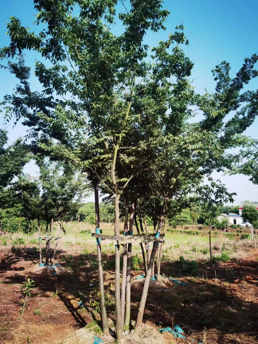 哈尔滨市双城区希勤满族乡人民政府双城区希勤满族乡爱贤村园林苗木产业基地冷库建设项